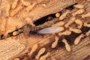 1 termites-2