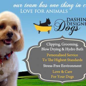 Dashing_Dogs_DTR_advert