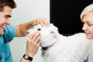 dog-vets-in-clyde