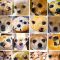 Chihuahuas & Muffins v/s Machine Learning Technology