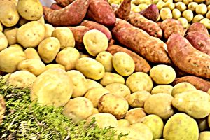 Potatoes - Grown Farm Fresh