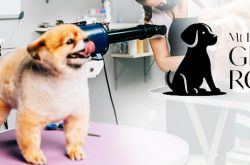dog-grooming-mt-eliza